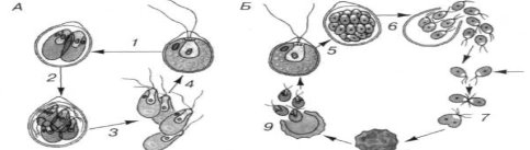 Особенности и циклы развития некоторых водорослей