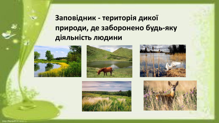 Заповідник - територія дикої природи, де заборонено будь-яку діяльність людини