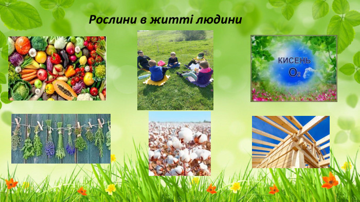 Рослини в житті людини