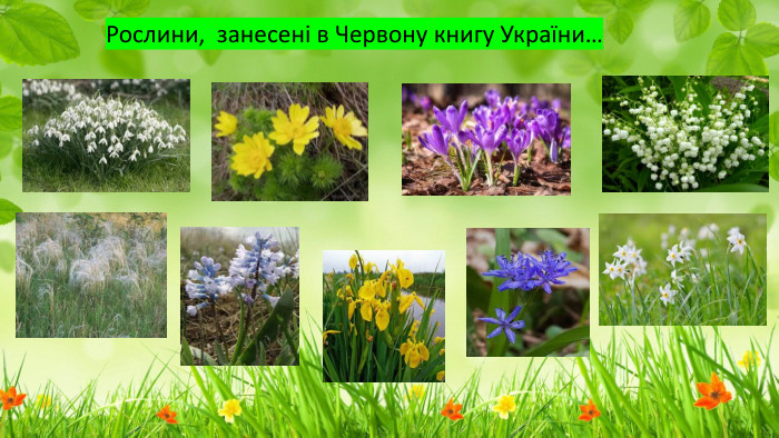 Рослини, занесені в Червону книгу України…