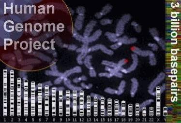 Проект Геном людини (Human Genome Project)