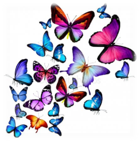 ᐈ Бабочки фотография, изображения картинки бабочек | скачать на ...