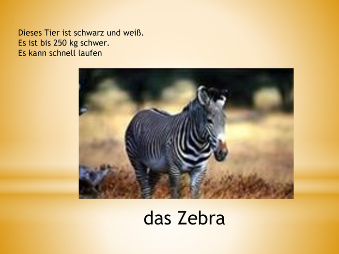 Dieses Tier ist schwarz und weiß. Es ist bis 250 kg schwer. Es kann schnell laufendas Zebra