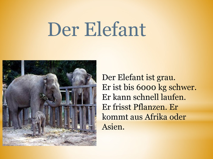  Der Elefant. Der Elefant ist grau. Er ist bis 6000 kg schwer. Er kann schnell laufen. Er frisst Pflanzen. Er kommt aus Afrika oder Asien.