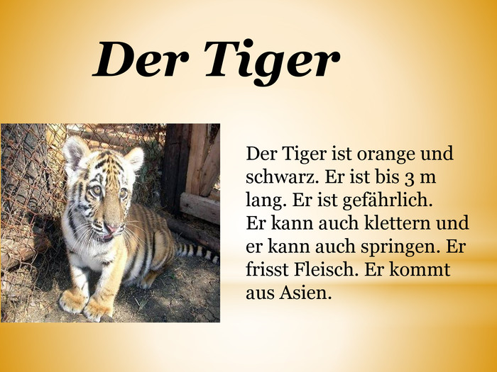 Der Tiger. Der Tiger ist orange und schwarz. Er ist bis 3 m lang. Er ist gefährlich. Er kann auch klettern und er kann auch springen. Er frisst Fleisch. Er kommt aus Asien.