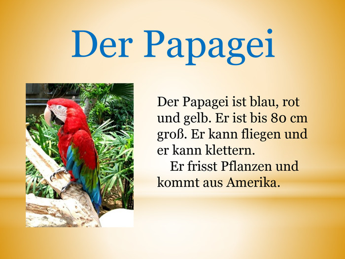Der Papagei. Der Papagei ist blau, rot und gelb. Er ist bis 80 cm groß. Er kann fliegen und er kann klettern. Er frisst Pflanzen und kommt aus Amerika.