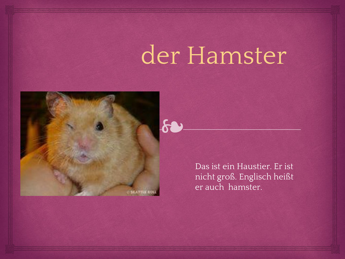 der Hamster. Das ist ein Haustier. Er ist nicht groß. Englisch heißt er auch hamster.