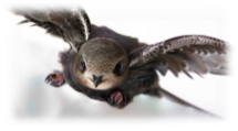 Птица стриж (фото): Самая быстрая летунья на земле