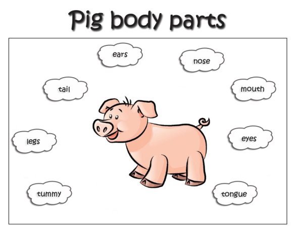 Результат пошуку зображень за запитом "англійська мова тварини частини тіла"