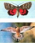 D:\Біологія\для уроків\на конкурс\фото еволюц\крила.jpg