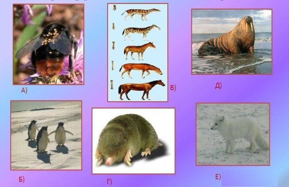 D:\Біологія\для уроків\на конкурс\фото еволюц\завдання еволюц — копия.jpg