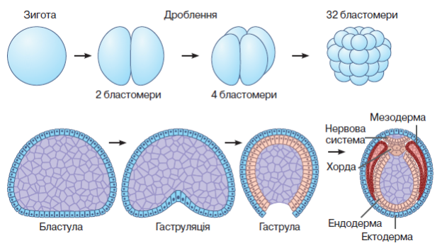 Индивидуальное развитие зигота. Етапи ембріогенезу. Строение зиготы человека. Геном зиготы. Зигота передвижение.