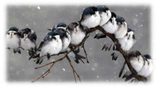 Картинки по запросу картинки птахи взимку