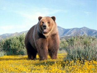 Картинки по запросу розповідь про бурого ведмедя для дітей