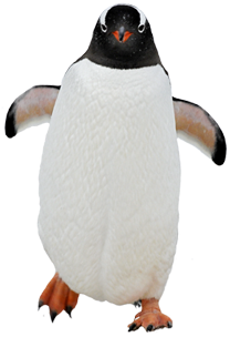 pinguin_PNG12.png