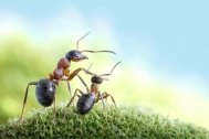 Zwei Ameisen auf der Reise