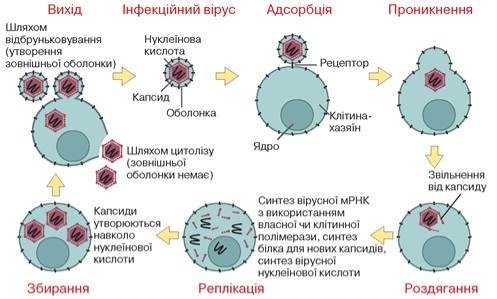 https://history.vn.ua/pidruchniki/anderson-biology-9-class-2017/anderson-biology-9-class-2017.files/image277.jpg