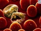 Малярійний плазмодій: життєвий цикл, особливості розвитку та організації -  Медицина 2020