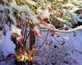Картинки по запросу дерево калини взимку