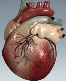 Картинки по запросу картинки про фізіологію серця