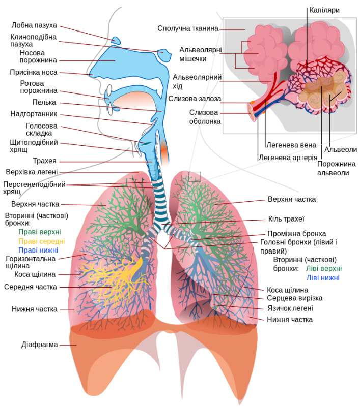 https://upload.wikimedia.org/wikipedia/commons/thumb/2/27/Respiratory_system_complete_uk.svg/800px-Respiratory_system_complete_uk.svg.png