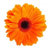 https://st.depositphotos.com/1025750/1346/i/450/depositphotos_13467018-stock-photo-orange-gerbera-flower.jpg