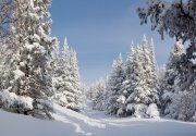 Картинки по запросу зимний лес фото красивій