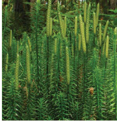 Плаун річний (Lycopodium annotinum L.)