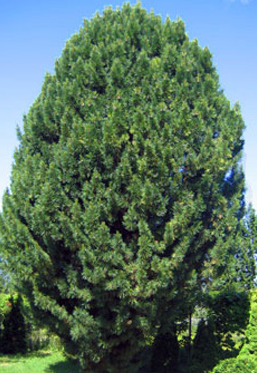 Кедр сибирский, или Сосна кедровая сибирская (pinus sibirica) - каталог крупномеров big-tree.ru