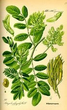 Illustration Astragalus glycyphyllos0.jpg