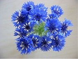 http://upload.wikimedia.org/wikipedia/commons/thumb/2/25/Centaurea_cyanus_flowers.jpg/200px-Centaurea_cyanus_flowers.jpg