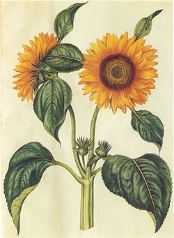 Соняшник однорічний. Ботанічна ілюстрація з книги «Gottorfer Codex», 1649–1659}} Однорічна трав'яниста рослина.