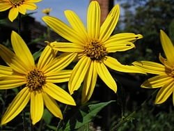 http://upload.wikimedia.org/wikipedia/commons/thumb/c/c2/Sunroot_flowers.jpg/250px-Sunroot_flowers.jpg