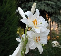 Лілія біла (Lilium candidum)