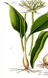 Illustration Allium ursinum1.jpg