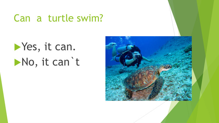 Can a turtle swim?Yes, it can. No, it can`t