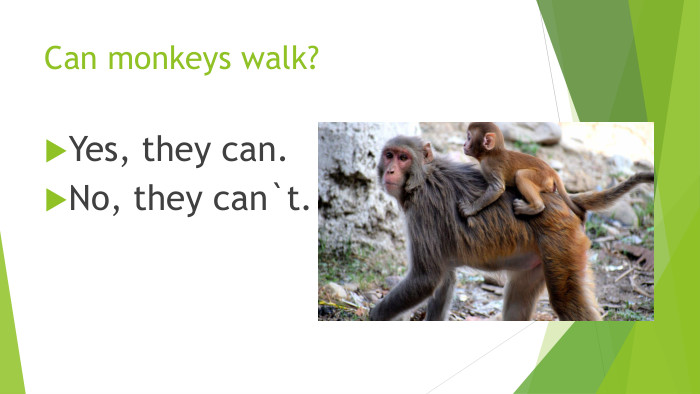 Can monkeys walk?Yes, they can. No, they can`t.