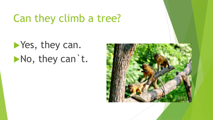 Can they climb a tree?Yes, they can. No, they can`t.