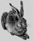 Картинки по запросу дюрер заяц