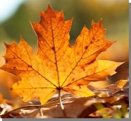 Описание: кленовый лист осень Осень Природа золотая времена года 1920 x 1200 BLACKWOLFIK 67