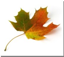 Описание: Бесплатная Фотография: Клен, Лист, Цвет, Осень, Красочные - Бесплатное изображение на Pixabay - 1741