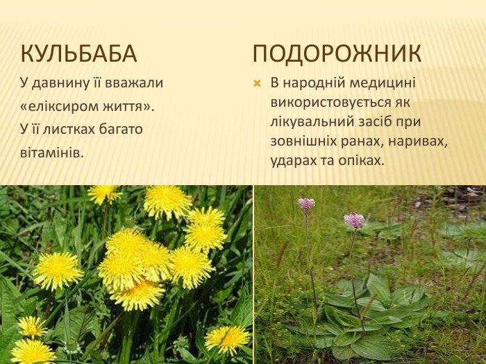  Кульбабаподорожник. У давнину її вважали «еліксиром життя». У її листках багато вітамінів. В народній медицині використовується як лікувальний засіб при зовнішніх ранах, наривах, ударах та опіках.