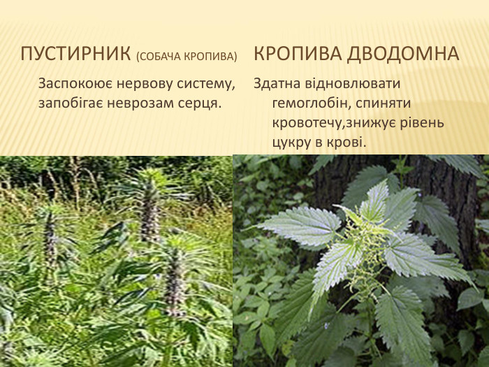 Пустирник (собача кропива)Кропива дводомна Заспокоює нервову систему, запобігає неврозам серця. Здатна відновлювати гемоглобін, спиняти кровотечу,знижує рівень цукру в крові.