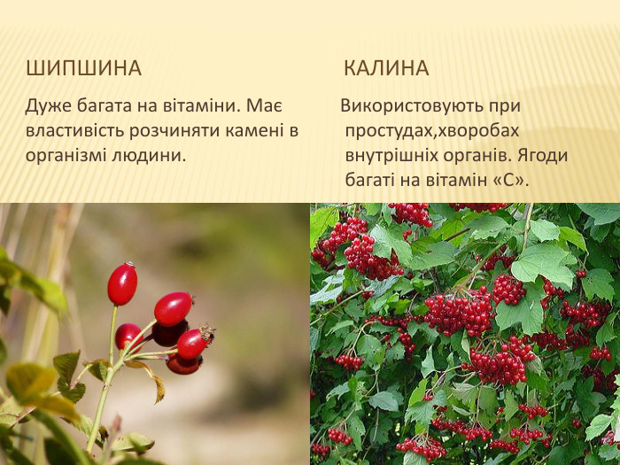шипшина калина. Дуже багата на вітаміни. Має властивість розчиняти камені в організмі людини. Використовують при простудах,хворобах внутрішніх органів. Ягоди багаті на вітамін «С».