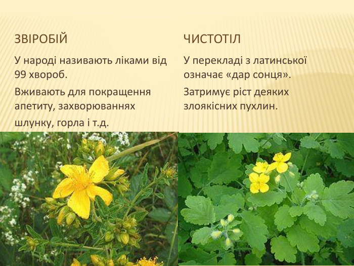  Звіробій. Чистотіл. У народі називають ліками від 99 хвороб. Вживають для покращення апетиту, захворюваннях шлунку, горла і т.д. У перекладі з латинської означає «дар сонця». Затримує ріст деяких злоякісних пухлин.
