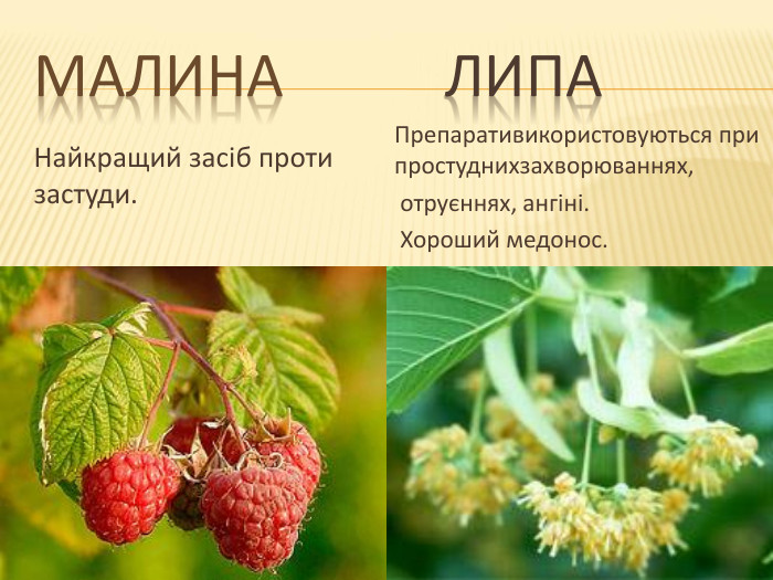 Малина Липа. Найкращий засіб проти застуди. Препаративикористовуються при простуднихзахворюваннях, отруєннях, ангіні. Хороший медонос.