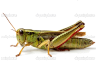 http://st.depositphotos.com/1156926/1502/i/950/depositphotos_15020943-Side-view-of-grasshopper.jpg