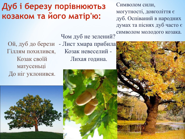 Символом сили, могутності, довголіття є дуб. Оспіваний в народних думах та піснях дуб часто є символом молодого козака. Чом дуб не зелений? - Лист хмара прибила; Козак невеселий - Лихая година. Дуб і березу порівнюютьз козаком та його матір'ю: Ой, дуб до берези Гіллям похилився, Козак своїй матусеньці До ніг уклонився.