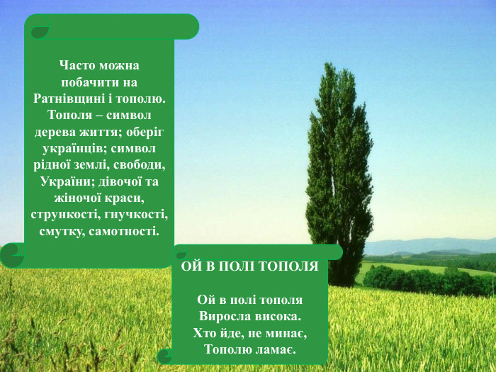 Часто можна побачити на Ратнівщині і тополю. Тополя – символ дерева життя; оберіг українців; символ рідної землі, свободи, України; дівочої та жіночої краси, стрункості, гнучкості, смутку, самотності. ОЙ В ПОЛІ ТОПОЛЯОй в полі тополя. Виросла висока. Хто йде, не минає,Тополю ламає.