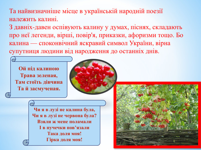 Та найвизначніше місце в українській народній поезії належить калині. З давніх-давен оспівують калину у думах, піснях, складають про неї легенди, вірші, повір'я, приказки, афоризми тощо. Бо калина — споконвічний яскравий символ України, вірна супутниця людини від народження до останніх днів. Ой під калиною. Трава зеленая,Там стоїть дівчина. Та й засмученая. Чи я в лузі не калина була,Чи я в лузі не червона була?Взяли ж мене поламалиІ в пучечки пов’язали. Така доля моя!Гірка доля моя!